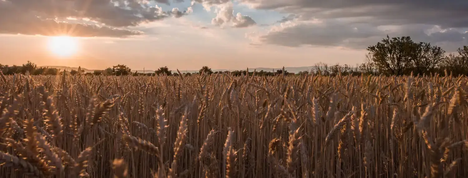A vast field of golden wheat swaying gently in the breeze, bathed in the warm light of a dramatic sunset in Kansas.
