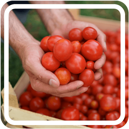 A person holding several tomatoes taken from a box full of them in the background