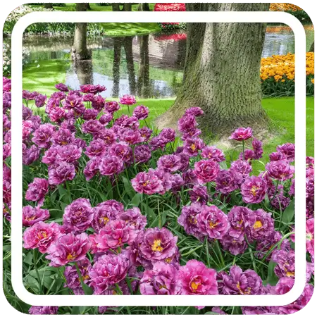 A field of purple wildflowers blooming in a park, with a large tree in the background.