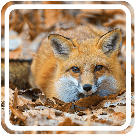 A red fox laying in a pile of colorful autumn leaves.
