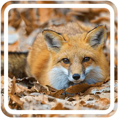 A red fox laying in a pile of colorful autumn leaves.