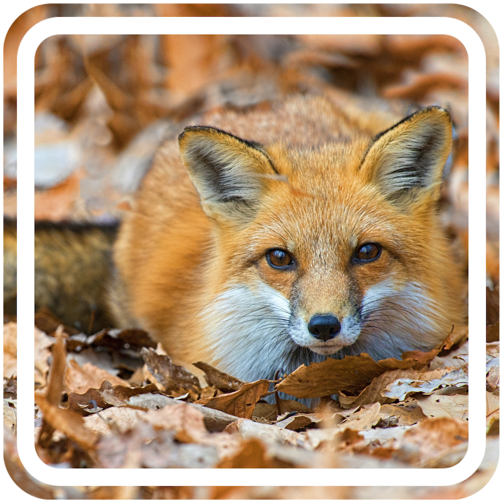 fox