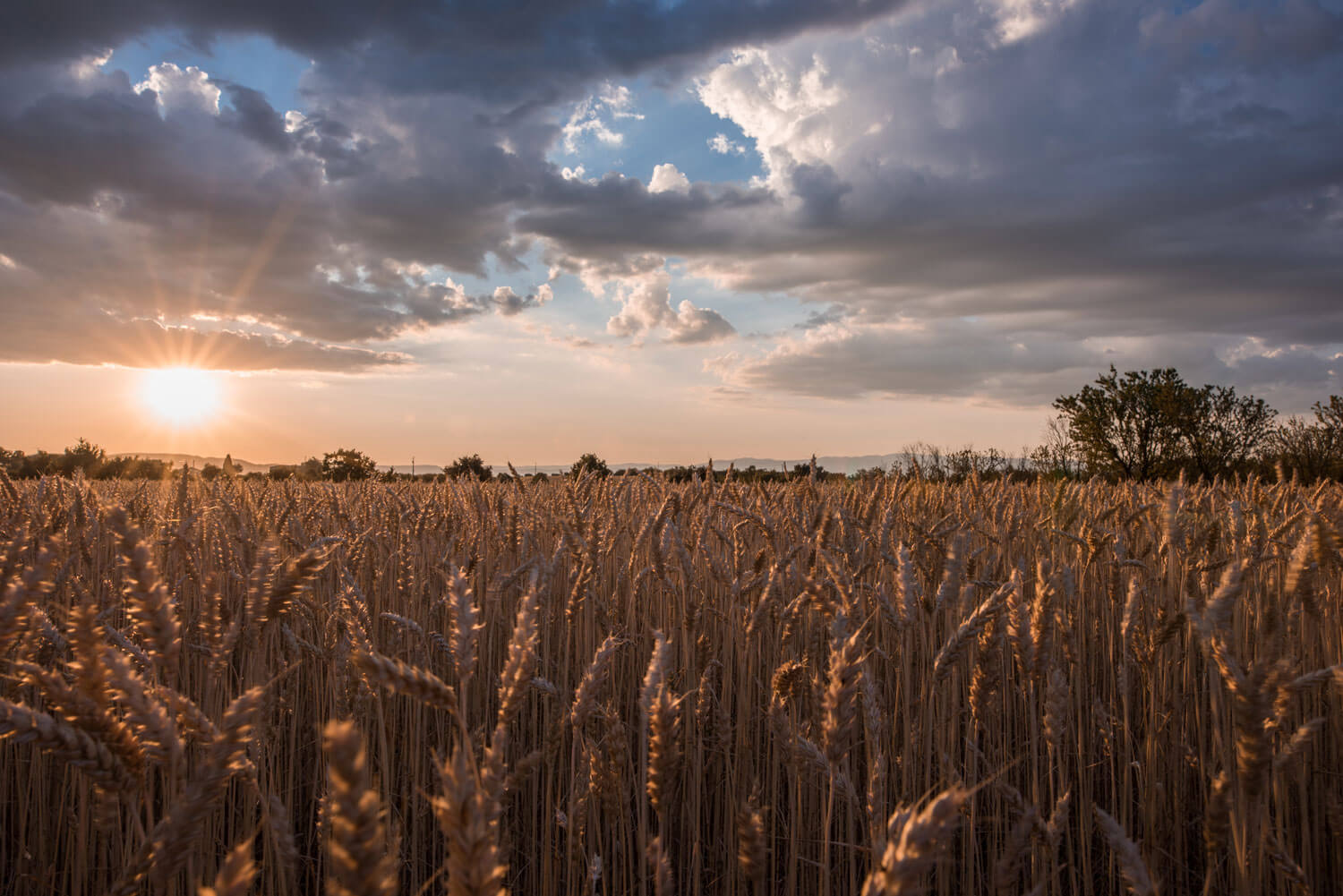 A vast field of golden wheat swaying gently in the breeze, bathed in the warm light of a dramatic sunset in Kansas.