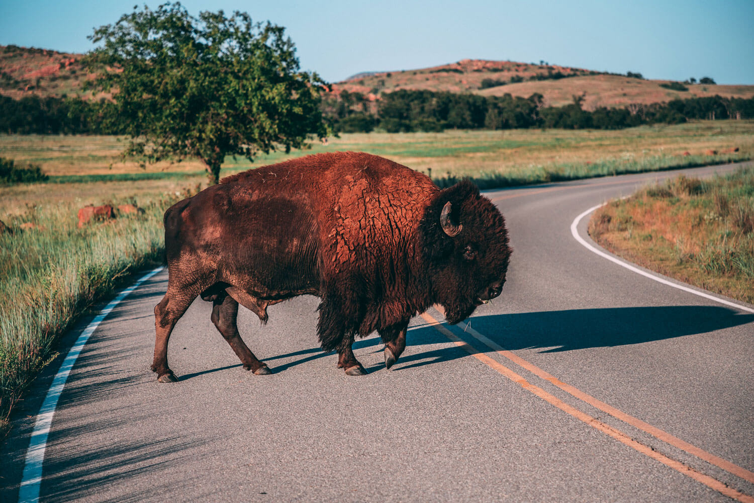 A large bison crosses a sunny road on a grassy plain in Oklahoma
